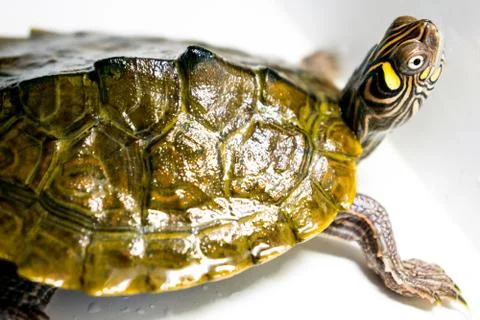 Very beautiful turtle. small size turtle living in water. Stock Photos