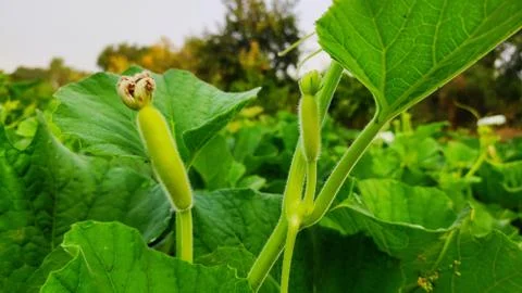 Very beautiful two small growing up pumpkins on vine Stock Photos