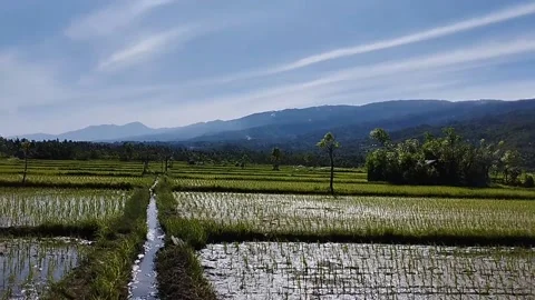 Very beautiful view of rice fields Stock Footage 229536894