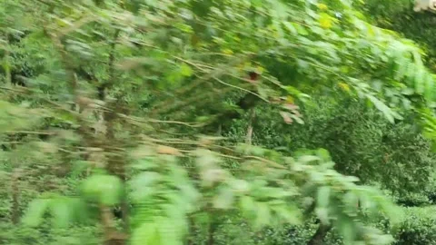 Very beautiful view of tee forest. Stock Footage 276586207