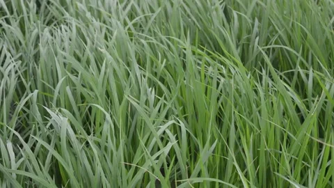 Very beautiful view: view of rice plants Stock Footage 228879746