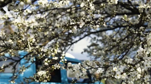 Very beautiful white bright cherry flowers on blue sky background. The camera mo Stock Footage 100643277