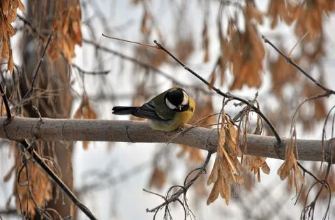 At the very beginning of winter, before the onset of severe cold weather, tit Stock Photos