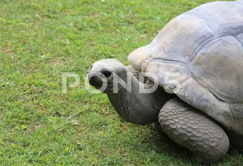 Very big and old turtle with robust shell while walking on grass Stock Photos