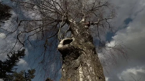 Very big birch tree trunk with bird box and clouds, time lapse Video stock 105385892