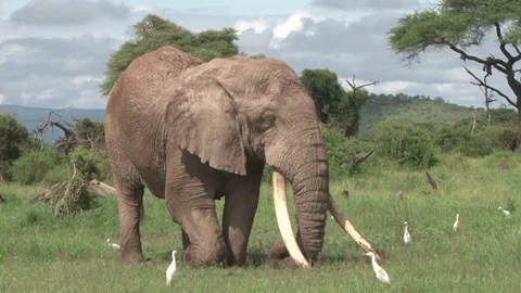 A very big bull elephant posing and showing his tusks Stock Footage 152951969
