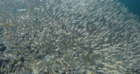 Very big group of two spotted snapper in the Andaman sea. Stock-Footage 262309639