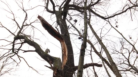 Very big old tree with broken branch after the storm Video stock 120649402