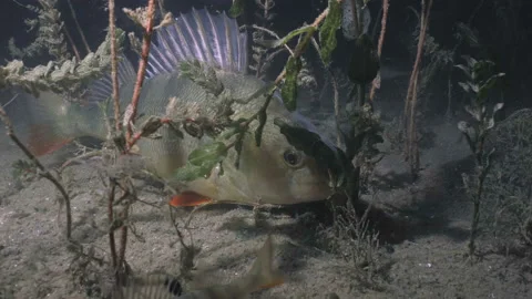 Very big Red fin Perch in darkish lake scenery, underwater clip 動画素材 228469527