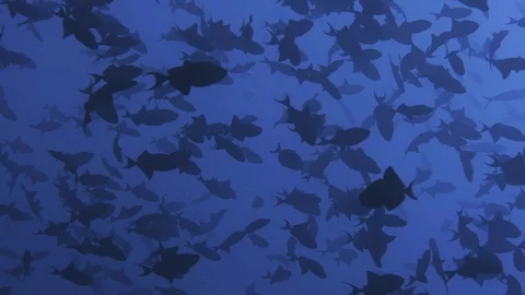 A very big schhool of Redtoothed Triggerfish, Odonus niger, in the blue water Stock Footage 123225137