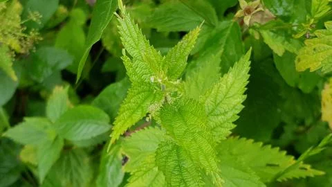 Very bright green grass nettle Stock Photos