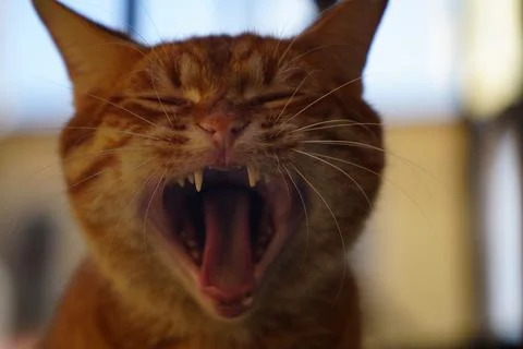 A very bright red cat yawns. Photos