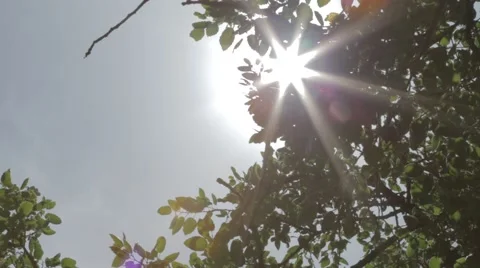 A very bright sun shining through tree branches Stock Footage 43862860