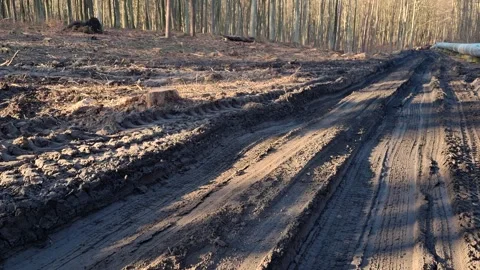 A very bumpy forest road destroyed by heavy road construction equipment Stock Footage 309555283