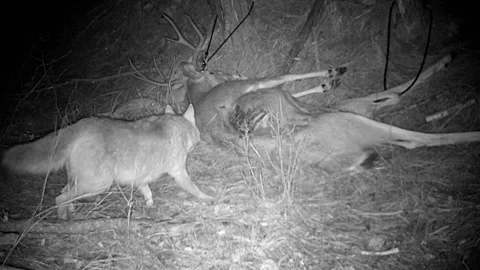 A very cautious coyote approaches a deer carcass smells it and takes a bite Stock Footage 266844268