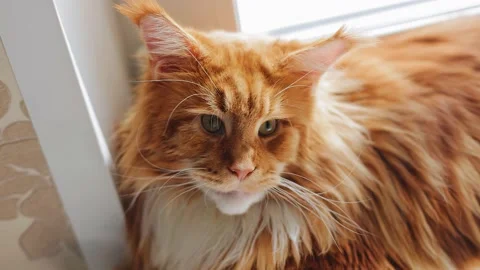 A very charismatic ginger cat looks slightly away from the camera Stock Footage 178484698