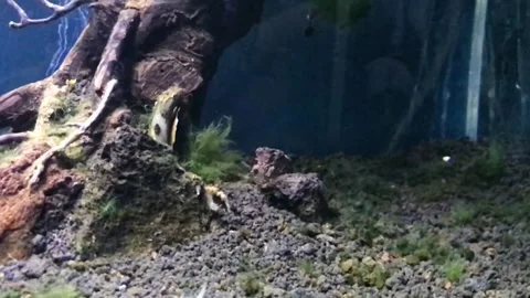Very charming fish Stock Footage 171826647