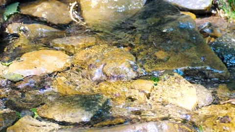 Very Clean and Clear Stream in Sunny Weather Slow Mo Stock Footage 318580791