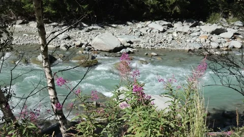 Very Clear and Cold Waters of a Mountain Stream Flowing Fast Video stock 205539076