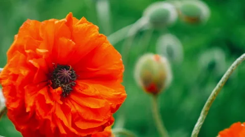 Very close big decorative red poppy flower in spring day, Stock Footage 63357793