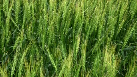 A very close-up of bright green wheat moving in a moderate wind. Stock Footage 139642004
