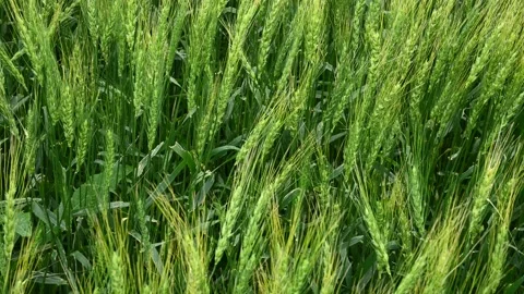 A very close-up of bright green wheat moving in a light wind. Stock Footage 139642014