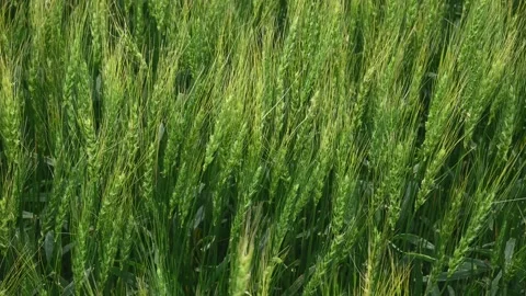 A very close-up of bright green wheat with yellow tips are moving in a moderate  Stock Footage 139642232