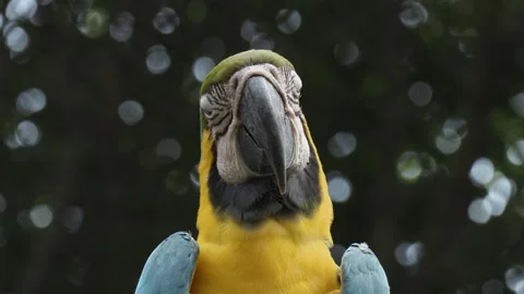 Very close front view of Macaw bird. 4k Stock Footage 289001720
