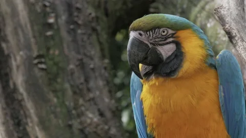 A very close up head shot of a blue and gold macaw in a tree. 4K locked tripod Stock Footage 142754745