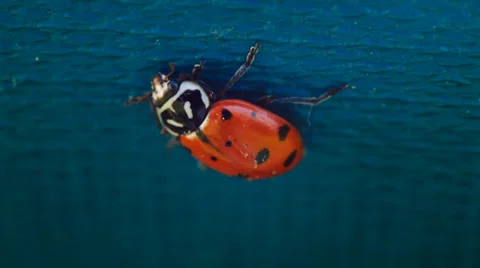 Very close ladybug Stock Footage 38374948