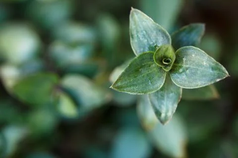 Very close up of leaf, flower, without people Stock Photos