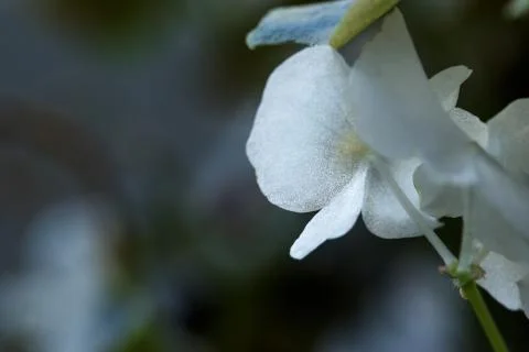 Very close up of leaf, flower, without people Stock Photos