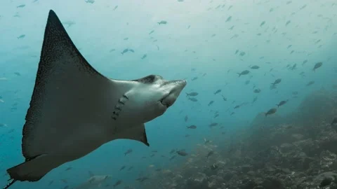 Very close look at a spotted eagle ray fish swimming in the water. Stock-Footage 221245303