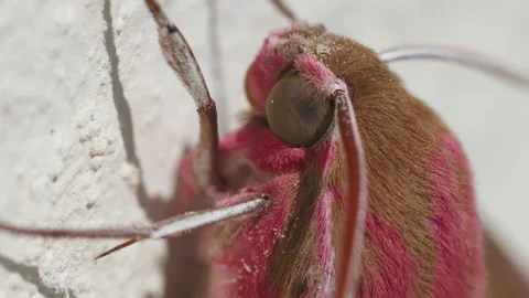 Very close up macro head shot of a large elephant hawk moth 1. 4K locked tripod Stock-Footage 158763615