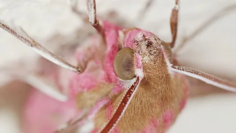 Very close up macro head shot of a large elephant hawk moth 2. 4K locked tripod Stock Footage 158765841
