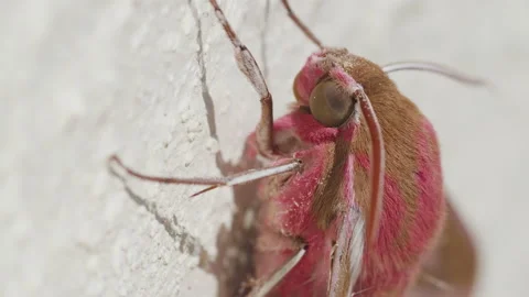 Very close up macro head shot of a large elephant hawk moth 3. 4K locked tripod Stock Footage 158767309