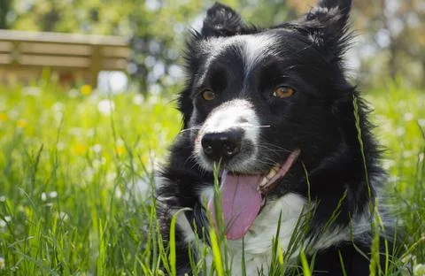 A very close-up of the muzzle of a border collie puppy dog Stock Photos