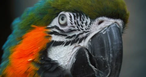 Very close-up of a parrot macaw Stock Footage 149563813