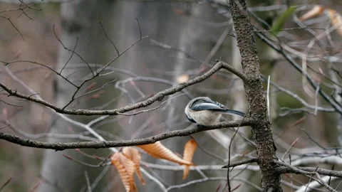 A very close shot of a Black-capped Chickadee in its habitat Canada, Video stock 271423623