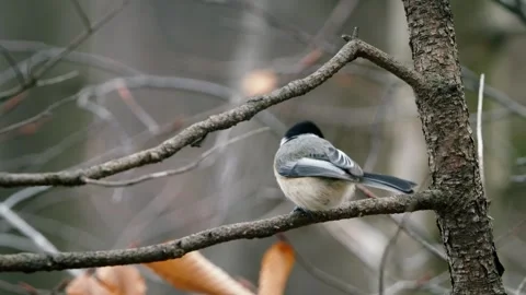 A very close shot of a Black-capped Chickadee in its habitat Canada, Stock Footage 271423662
