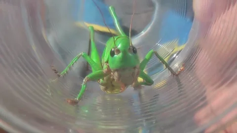 Very close shot of grasshopper moving Stock Footage 93542859