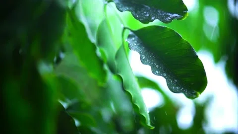 Very close shot of the leaves of a tree wet from the rain Video stock 211669346