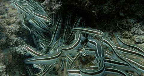 Very close shot of a School of catfish in the Indian Ocean. Stock Footage 254460650