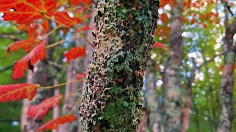 Very Close Up Shot Of A Small Tree With Vibrant Red Leaves Stock-Footage 255175101