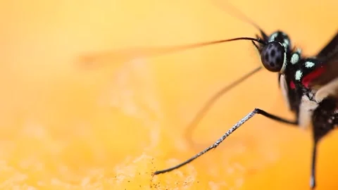 Very close side shot of a Butterfly feeding on a flower 動画素材 219630969