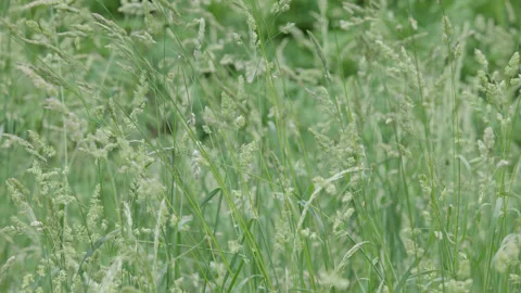 A very close up side on shot of wild grass seed heads swaying. 4K tripod Stock Footage 205324899