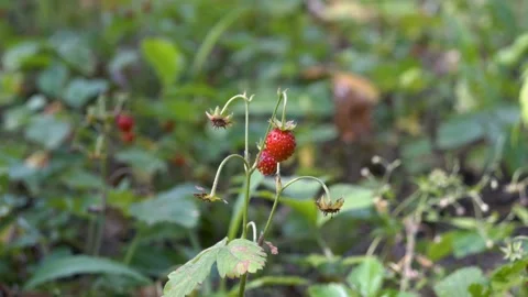Very close up of strawberries, which hangs in the shade on a green bush Video stock 111227308