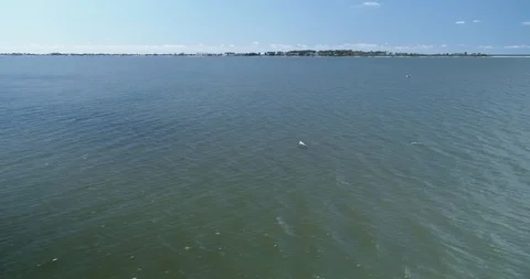 Very close tracking of Pelican, dramatically dives into water drone aerial 4K Stock Footage 111417940