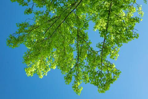 A very close up of a tree Stock Photos