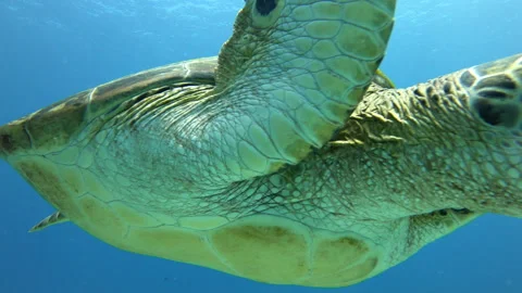 Very Close Up of a Turtle Swimming in Labuan Bajo Sea 스톡 동영상 228973642